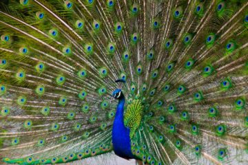 Biomimicry